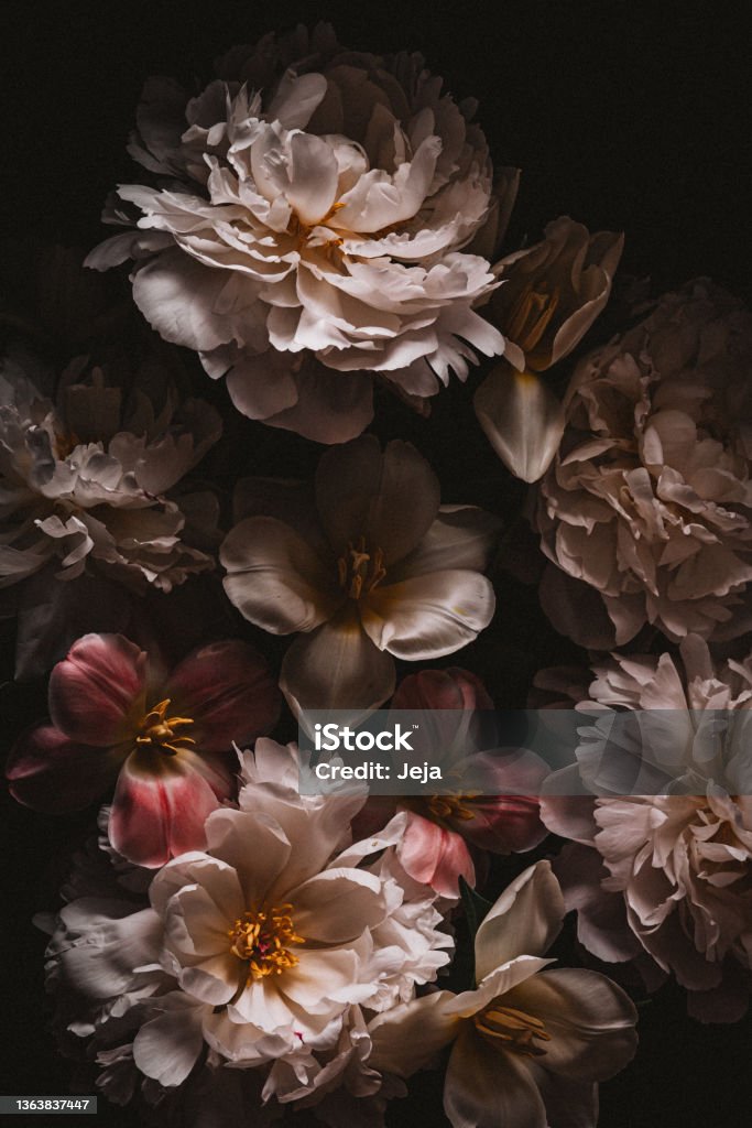 Baroque style photo of bouquet Dark-toned photo of white peony and tulip bouquet Flower Stock Photo