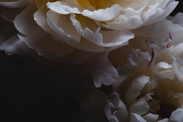 istock Petals of peony flowers 1363837465
