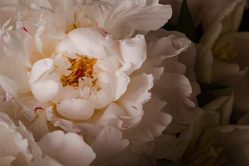 White rose flowers isolated on white background