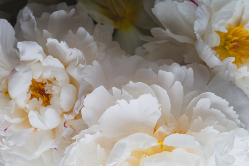Close-up of white peonies
