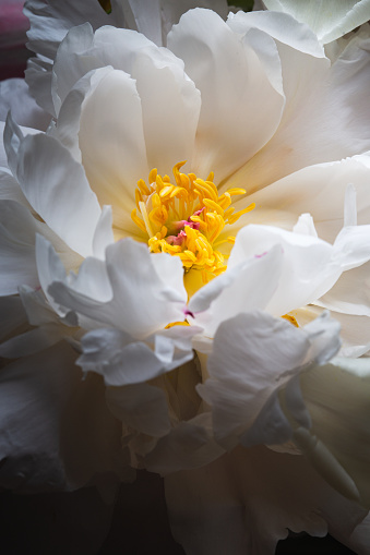 White peony flower macro