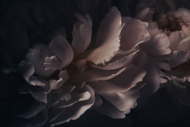istock Peony petals close-up 1363837523