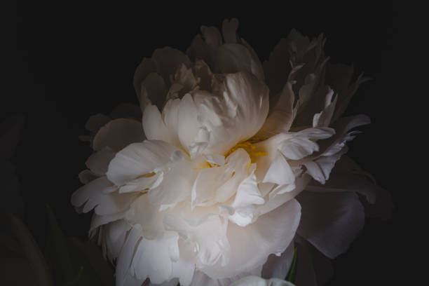 istock Peony flower in low lighting 1363837538