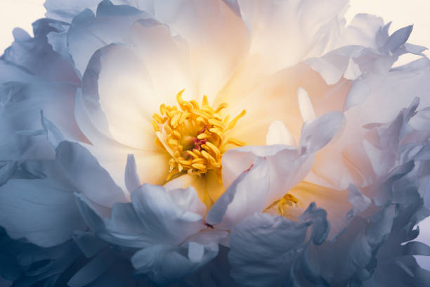 blanco flores de peonía - peonía fotografías e imágenes de stock