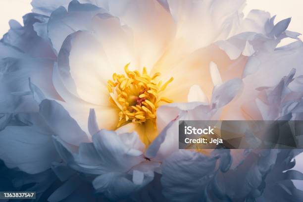 White Peony Flower Stock Photo - Download Image Now - Peony, Flower, Elegance