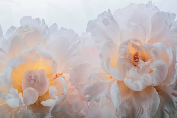 istock Pale pink peonies 1363837572