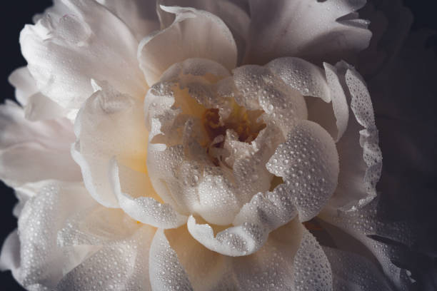 Blooming peony grow in the garden. Spring gardening, outdoor concept background, floral style. Beautiful nature wallpaper