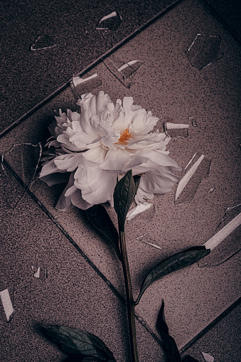 Broken vase with peony flower, on tiled floor.