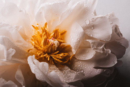 Close-up of peony flower with dew droplets