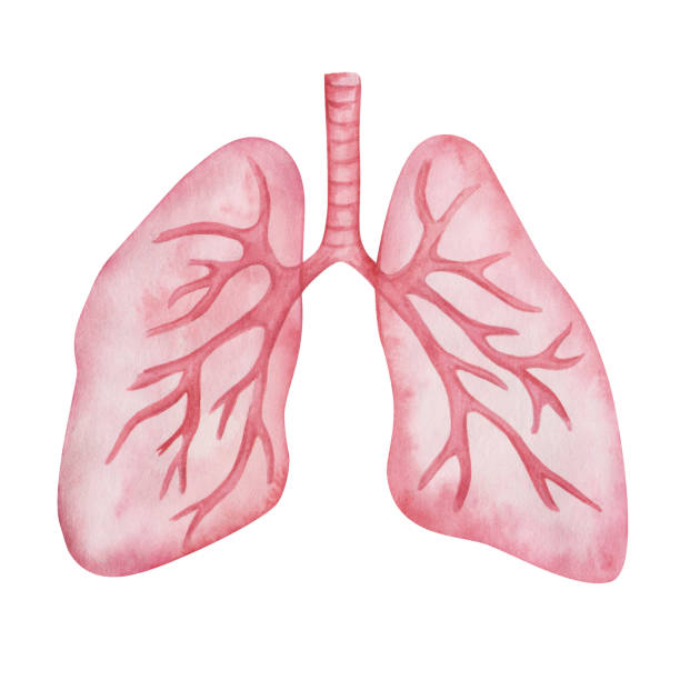 Watercolor illustration of hand painted pink abstract anatomical scheme of healthy human lungs. Isolated on white clip art element. Meical healthcare banner of respiratory system, internal organs Watercolor illustration of hand painted pink abstract anatomical scheme of healthy human lungs. Isolated on white clip art element. Meical healthcare banner of respiratory system, internal organs pulmonary artery stock illustrations