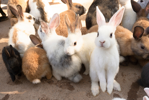 Group of domestic rabbits on the farm.