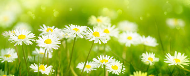istock idyllic daisy meadow in sunshine, macro of daisy flowers with selective sharpness 1363841801
