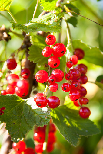 Macro shot of ripening red currant berries. High quality photo. Bunches of berries on a bush. Red ripe berries, close-up