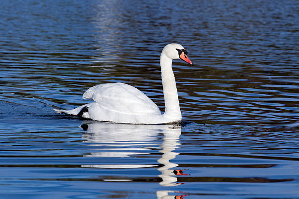 istock Mute Swan on peaceful lake 136384373