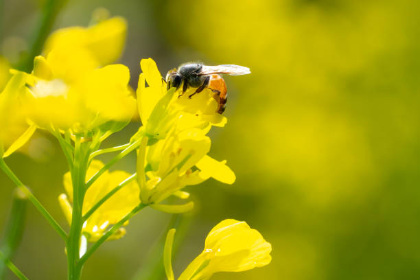 istock Bee insects on yellow flowers in garden 1363844353