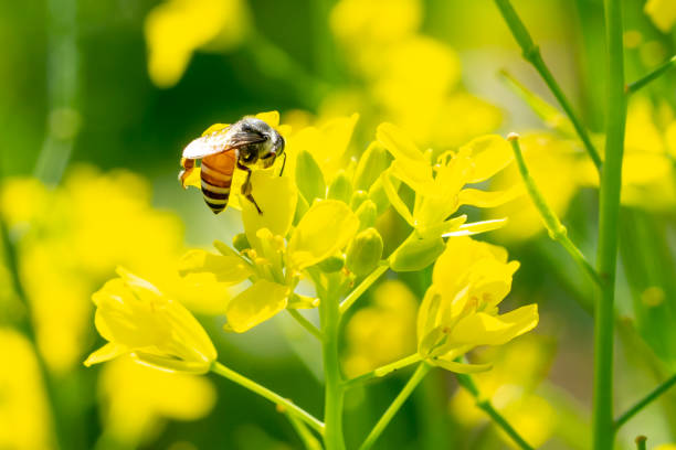 istock Bee insects on yellow flowers in garden 1363844523