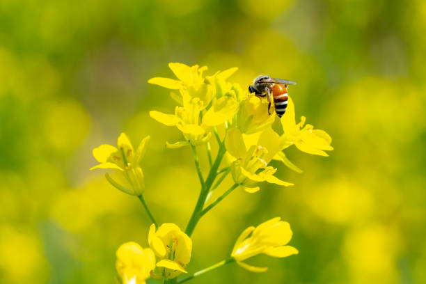 istock Bee insects on yellow flowers in garden 1363844657