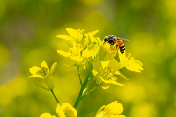 istock Bee insects on yellow flowers in garden 1363844739