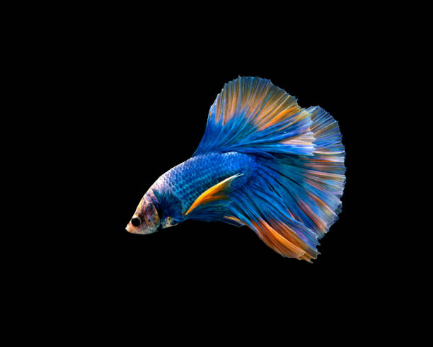 istock Halfmoon blue and orange betta isolated on black background with clipping path 1363845751