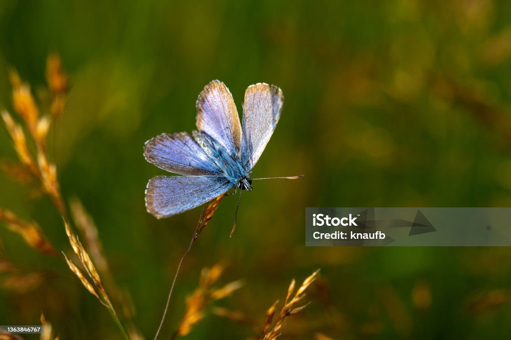 Red clover blue Red clover blue on a stalk, close-up Animal Stock Photo