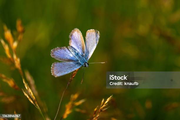 Red Clover Blue Stock Photo - Download Image Now - Animal, Animal Wildlife, Blue