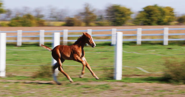 Black Friesian horses with foals in a breeding