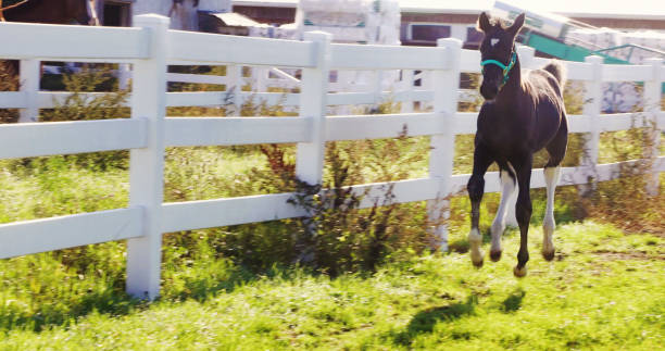 Young thoroughbred foal running next to a white fence back lit on a sunny day.