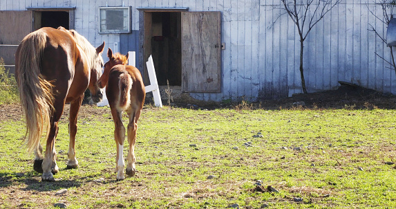 Rear view of a mare and her young foal walking towards the barn on a sunny day.