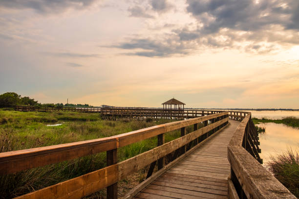 istock Rosolina Mare, natural parkland (Veneto, Italy) 1363849660