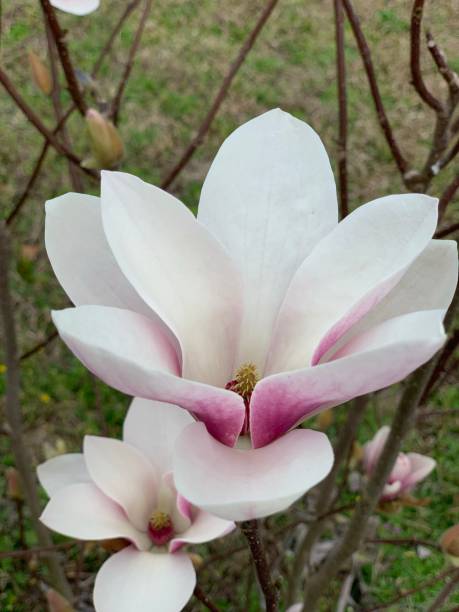 istock Japanese Magnolia in South Georgia 1363849695