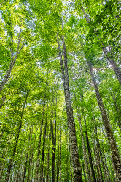 istock Forest of Cansiglio, Veneto, Italy 1363849769
