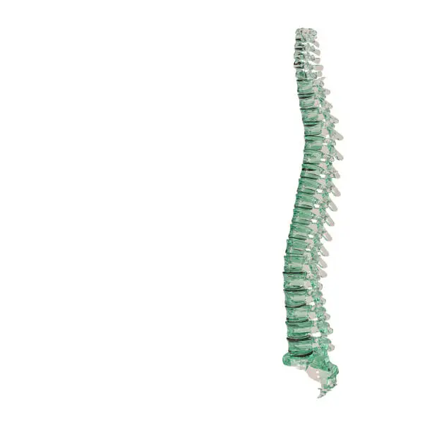 Photo of glass spine on white background.