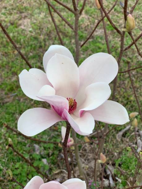 istock Japanese Magnolia in South Georgia 1363849958