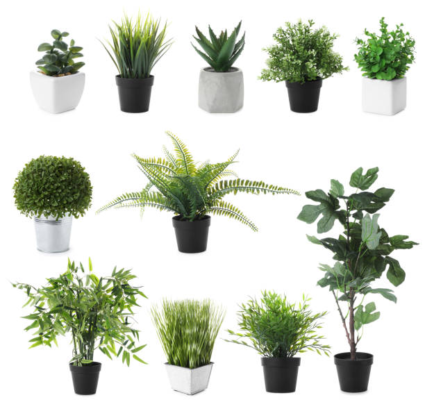 istock Set of artificial plants in flower pots isolated on white 1363850522