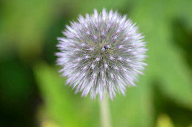 Close Up Echinops Bannaticus At Muiden The Netherlands 31-8-2021