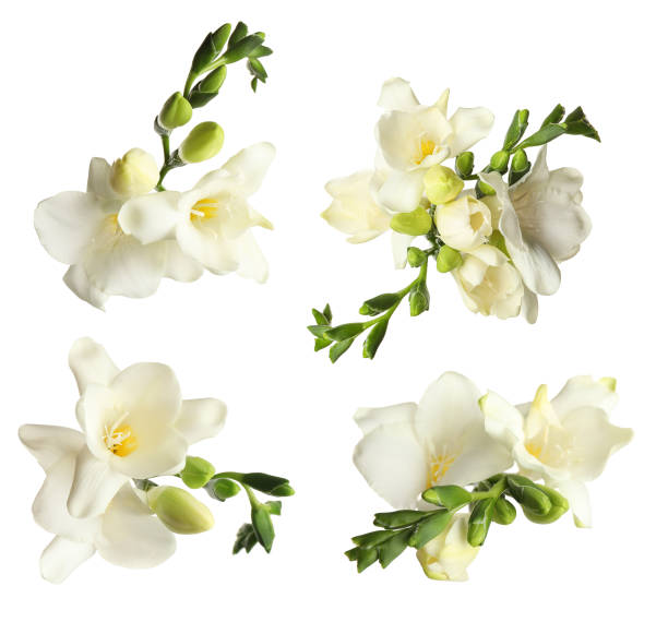 istock Set with beautiful fragrant freesia flowers on white background 1363852086