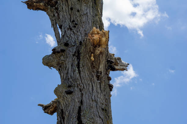 istock Close up of dead tree trunk 1363852392