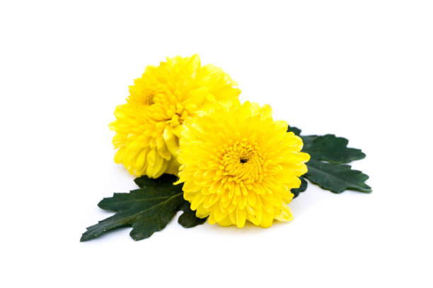 istock Yellow chrysanthemums flowers isolated on white background 1363852484