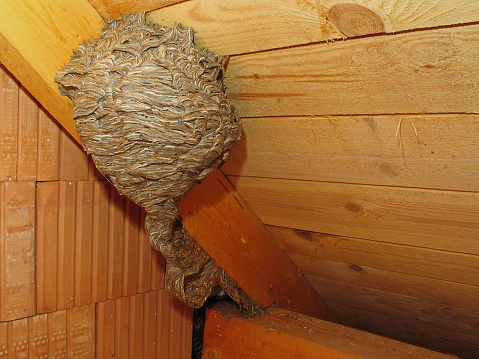 Hornet's nest in an attic in Austria,Europe