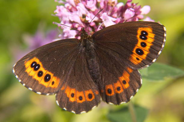 istock Large ringlet butterfly  in a garden in Austria,Europe 1363854840