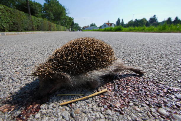 istock Dead hedgehog on a road in Austria,Europe 1363854852