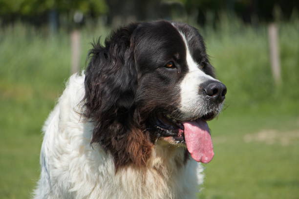 Landseer dog in Austria,Europe