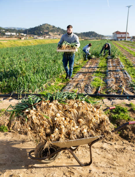 istock Wheelbarrow with freshly harvested green onions 1363854868