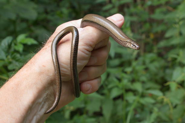istock Hand holding a blindworm in Austria,Europe 1363855856