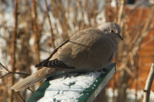 Turtledove in a garden in Austria,Europe