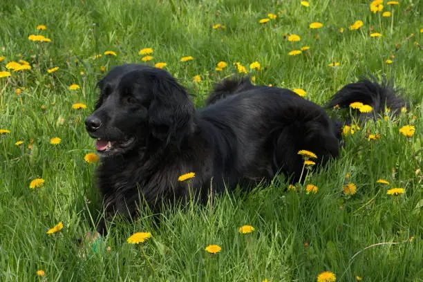 Hovawart dog in Czech republic, Europe