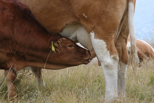 Cow feeding a calf on a mountain meadow in Styria, Austria, Europe