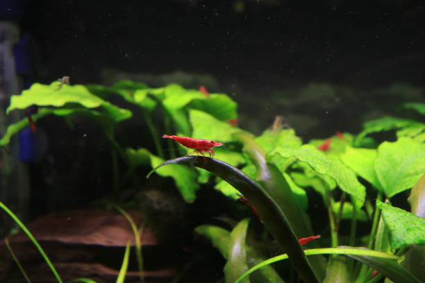 istock Red prawn in the aquarium 1363856037