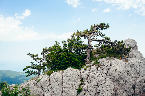 Pines on the top of Mount Ai-Petri in Crimea