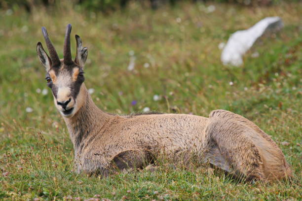 istock Chamois on the Rax,Austria,Europe 1363858800